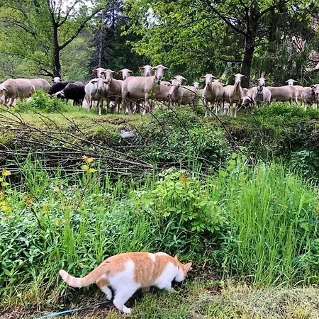 Maison Spacieuse à Saint-andré-de-valborgne Avec Jardin 120 M² * Saint-André-de-Valborgne